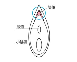 陰核(いんかく)