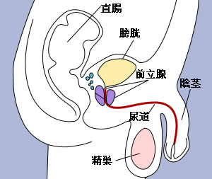 陰茎(いんけい)