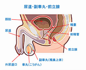 睾丸(こうがん)