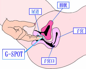 Ｇスポット(じーすぽっと)