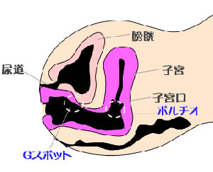 性感帯(せいかんたい)