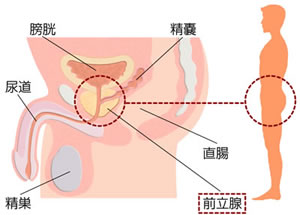 前立腺(ぜんりつせん)